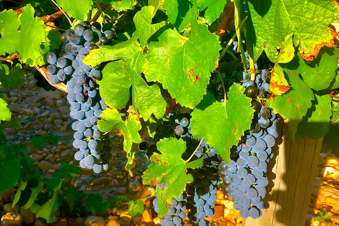 Provence Cru Wine Small-Group Half-Day Tour From Avignon - Common Questions