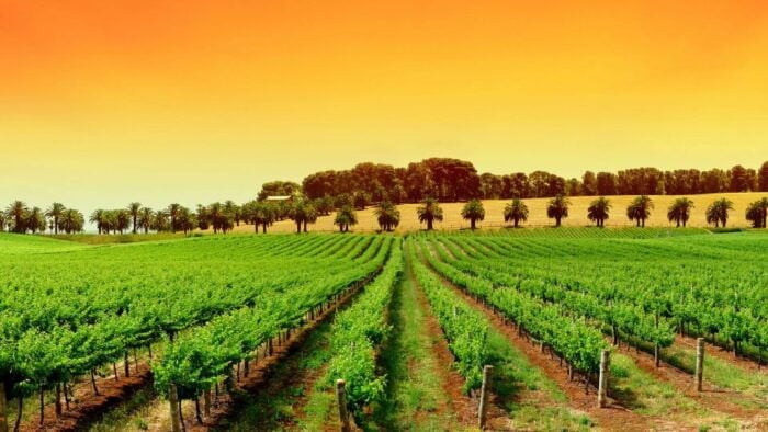 Provence Day, Saint Tropez Grimaud Village Wine Tasting - Culinary Delights and Local Specialties