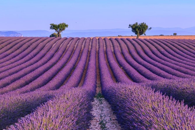 Provence & Lavander - Shared & Guided Full Day Tour From Nice - Questions