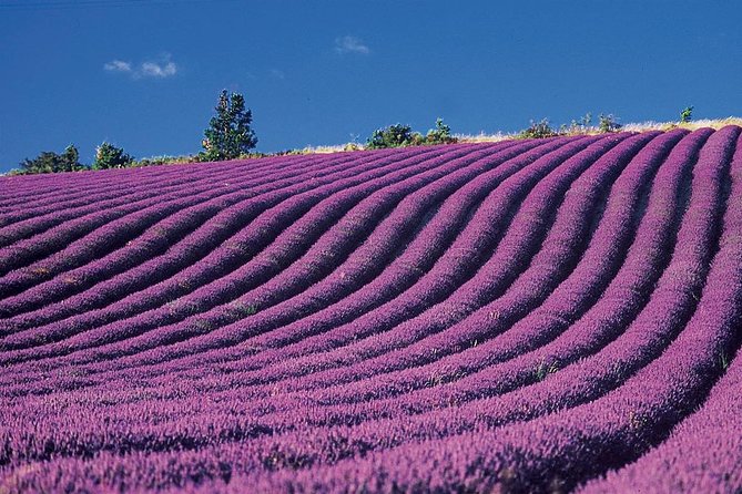 Provence & Lavander - Shared & Guided Full Day Tour From Nice - Directions