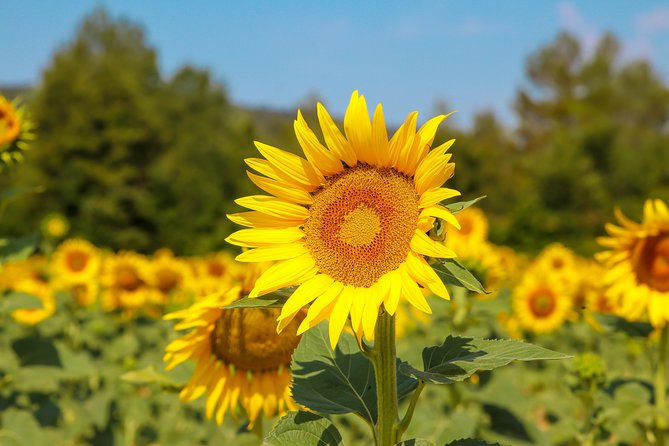 Provence – Lavender Fields Private Extended Full-Day Tour - Common Questions