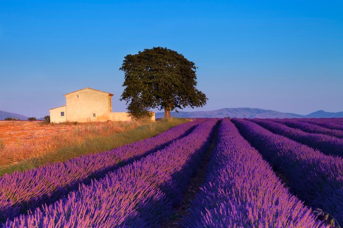 Provence Lavender Fields Tour From Aix-En-Provence - Tour Overview