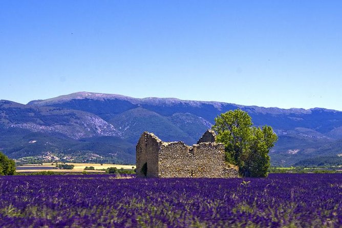 Provence Lavender Fields Tour From Aix-En-Provence - Reasons to Choose This Tour