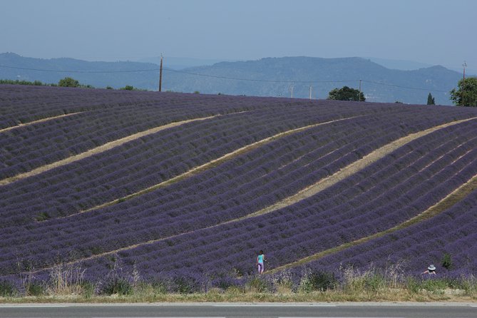 Provence Lavender Fields Tour From Aix-En-Provence - Recommendation for Getting a Guide