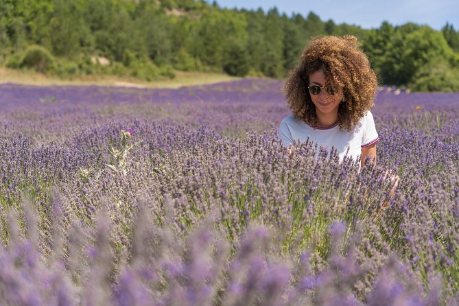 Provence Lavender Fields Tour in Valensole From Marseille - Cancellation Policy and Traveler Tips