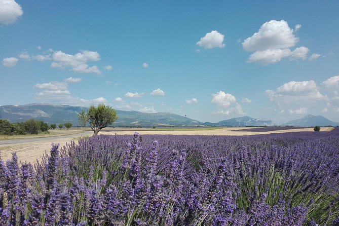 Provence Lavender Fields Tour in Valensole From Marseille - Positive Experiences and Feedback