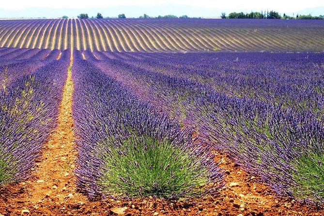 Provence Lavender Fields Tour in Valensole From Marseille - Common Questions