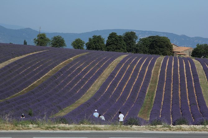Provence Lavender Full Day Tour From Avignon - Memorable Experiences and Reviews