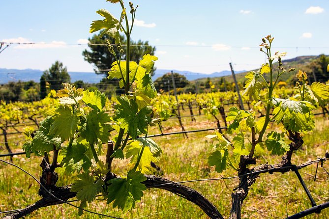 Provence - Mont Sainte Victoire in Search of Cézanne Private Wine Tour - Additional Information