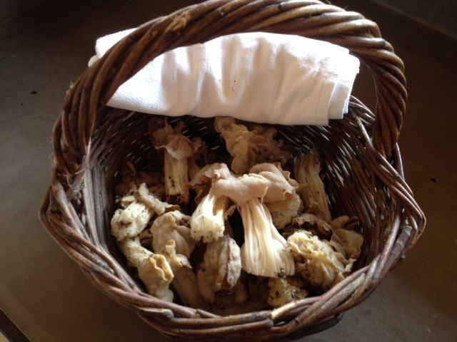Provence: Mushroom Hunting With Outdoor Breakfast - Activity Details