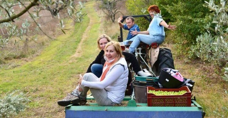 Provence Olive Harvest - Experience Highlights