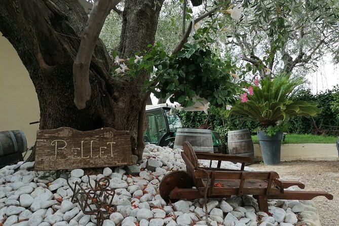 Provence Organic Wine Small Group Half Day Tour With Tastings From Nice - Tour Highlights