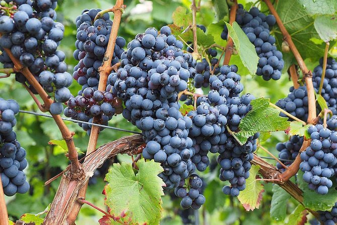 Provence Organic Wine Tasting Half Day Tour From Nice - Viator Help Center Support