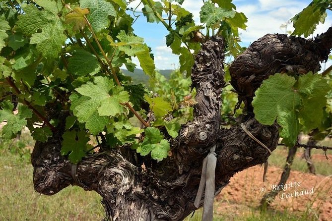 Provence Private Full Day Wine Tour With Wine Tasting - Spectacular Landscapes and Scenic Views