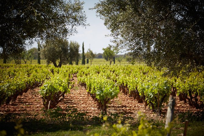 Provence Private Full Day Wine Tour With Wine Tasting - Common Questions