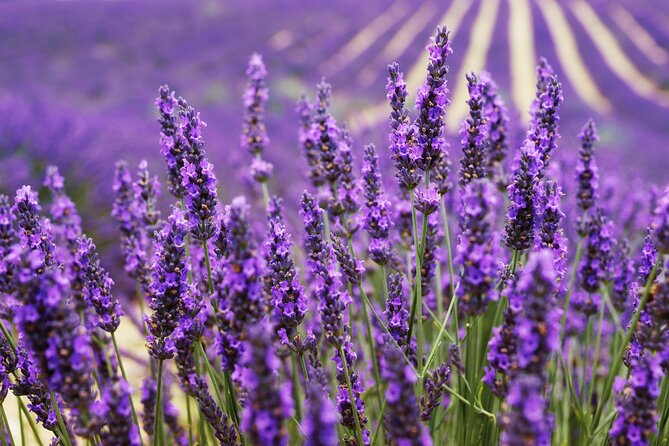 Provence Shared Half Day Lavender Tour From Aix En Provence - Tour Overview