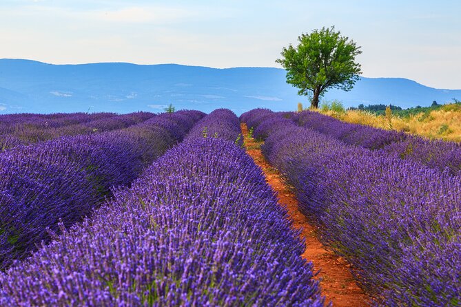 Provence Shared Half Day Lavender Tour From Aix En Provence - Departure Details