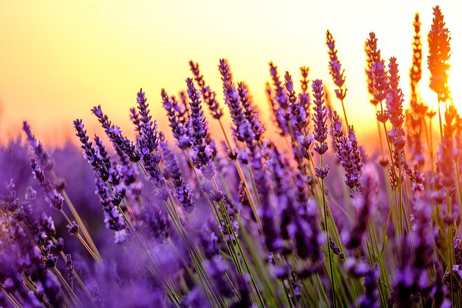 Provence Shared Half Day Lavender Tour From Aix En Provence - Highlights of the Tour