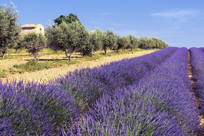 Provence Shared Half Day Lavender Tour From Aix En Provence - Common Questions