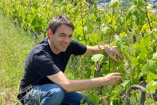 Provence Wine Small Group Day Tour From Nice With Tastings & Lunch - Wine Selection