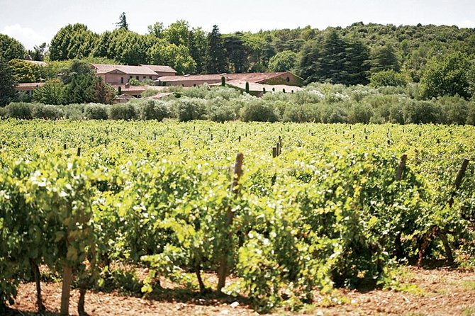 Provence Wine Tasting - Second Tour and Tasting at Château Sainte Roseline