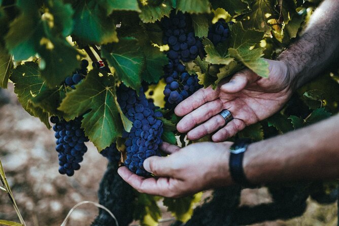 Provence Wine Tour - Private Day Tour From Antibes - Tour Details