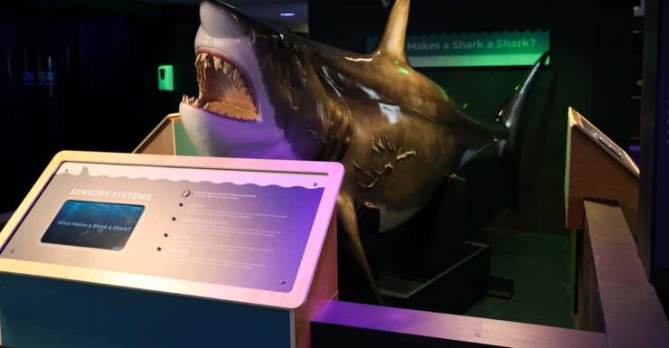 Provincetown: Shark Center Provincetown Admission Ticket - Good To Know