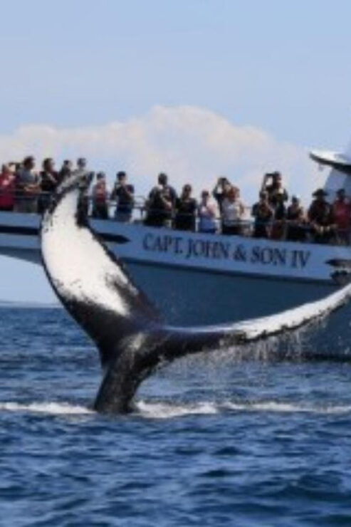 Provincetown: Whale Watching Cruise - Highlights of the Experience