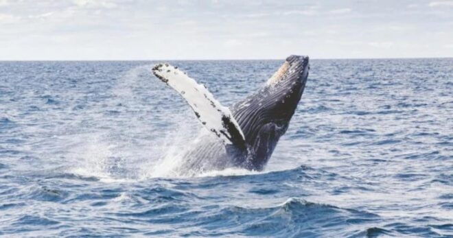Provincetown: Whale Watching Cruise - Tour Duration and Schedule
