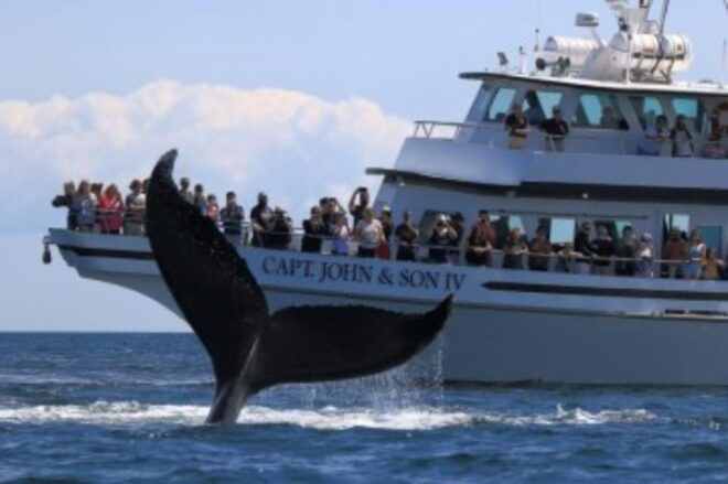 Provincetown: Whale Watching Cruise - Dress Code and Recommendations