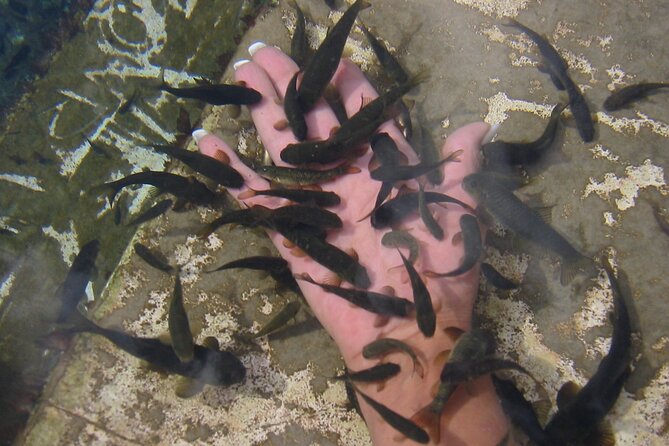 Psoriasis Fish Treatment by Garra Rufa Dr Fish in Turkey for 14 Days - Common Questions