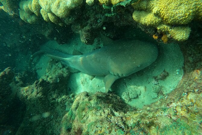 Public Guided Snorkel Tour of Fort Lauderdale Reefs - Reviews and Positive Feedback