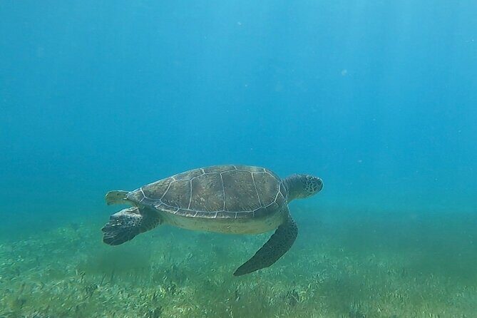 Public or Private Boat Trip to Icacos & Palomino - The Sum Up