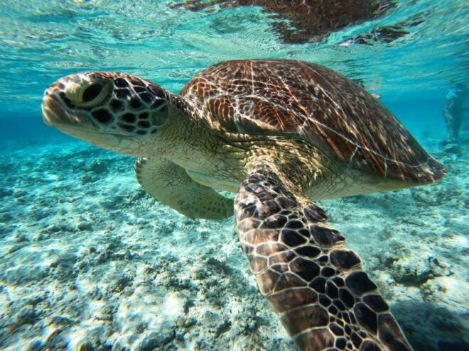 PUBLIC & PRIVATE SNORKELING - Boat Transfer Details