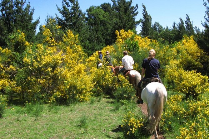 Pucon, Chile: Horseback Trail Riding Excursion  - Pucón - Tour Details