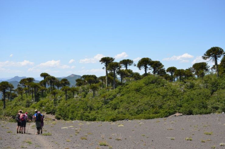 Pucon: Full-Day Villarrica National Park Hike - Experience Highlights