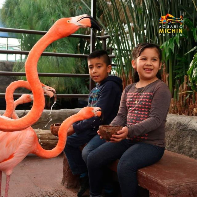 Puebla: Ticket to Aquarium Michin - Ticket Information