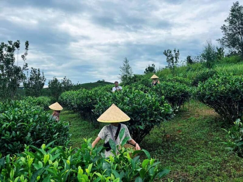 Puer Tea Picking and Tasting | 6 Hour Morning Trip - Good To Know