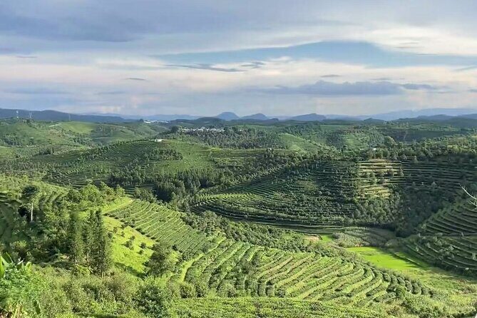 Puer Tea Picking and Tasting Morning Trip - Good To Know