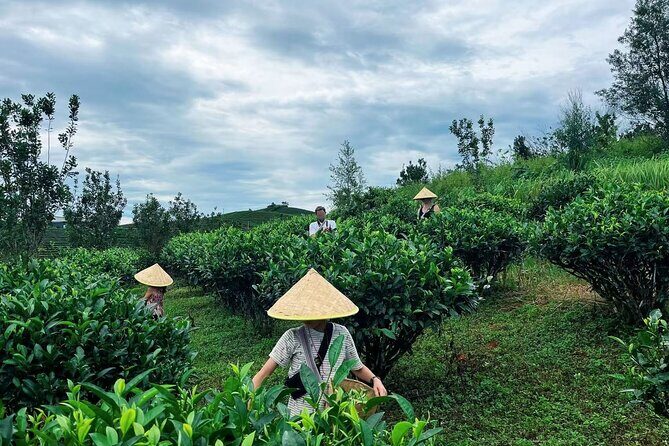 Puer Tea Picking and Tasting Morning Trip - An In-Depth Look at the Puer Tea Picking and Tasting Morning Trip