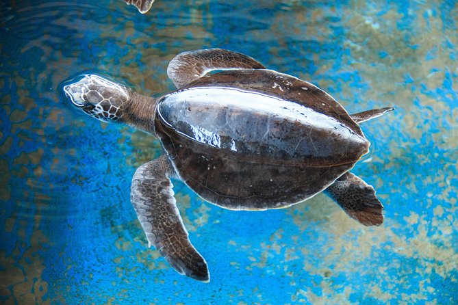 Puerto Angel Exotic Animal Wildlife Experience - Tour Overview