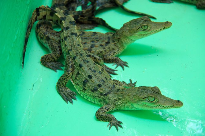 Puerto Angel Exotic Animal Wildlife Experience - Common Questions