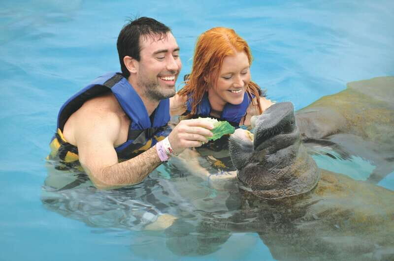 Puerto Aventuras: Dolphin and Manatee Interaction with Lunch - What to Expect from This Tour