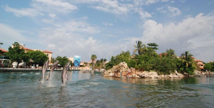Puerto Aventuras: Dolphin Encounter With Buffet Lunch - Ticket Details
