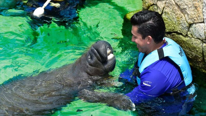 Puerto Aventuras: Dolphin & Manatee Encounter with lunch - Dive Into the Details: The Itinerary
