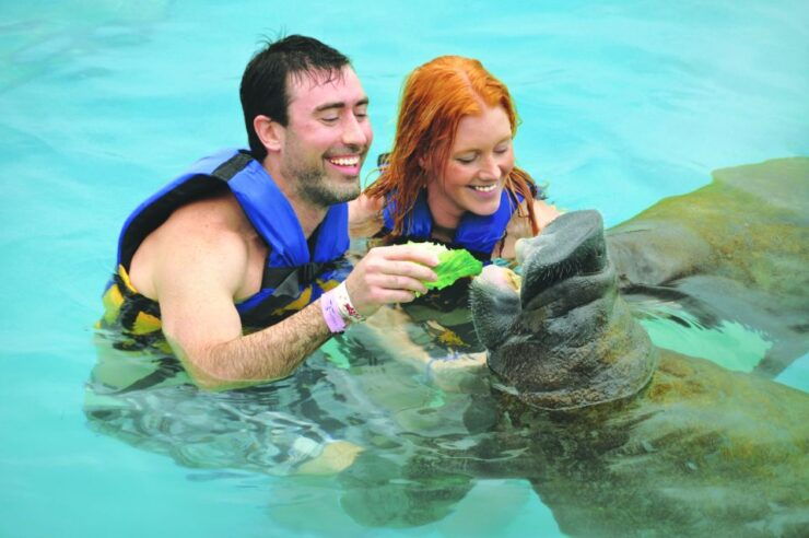 Puerto Aventuras: Dolphin Swim, Sea Lions, Manatees, & Lunch - Experience Highlights