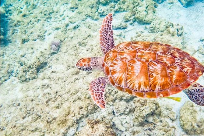 Puerto Aventuras Four-Hour Yacht Charter  - Playa Del Carmen - End Point Details