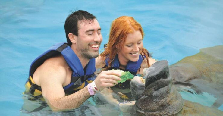 Puerto Aventuras: Manatee Encounter - Experience Details