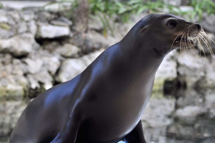 Puerto Aventuras: Sea Lion Discovery Ticket - Experience Highlights