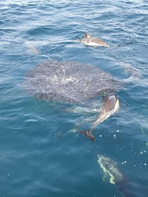 Puerto Banús: Private Cruise with Dolphins & Wakeboard - The Real Deal: Whats Included & Whats Not